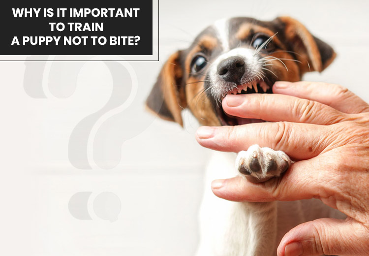 Why is It Important to Train a Puppy Not to Bite?
